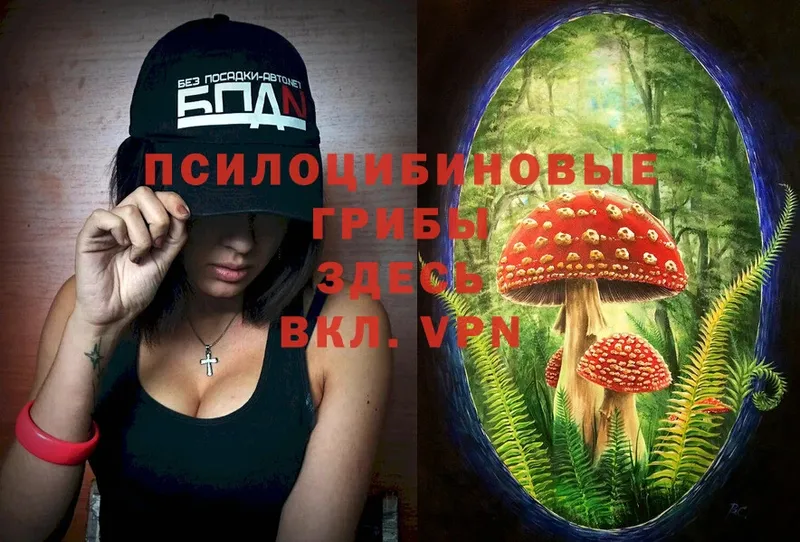 Галлюциногенные грибы Psilocybe  Великие Луки 