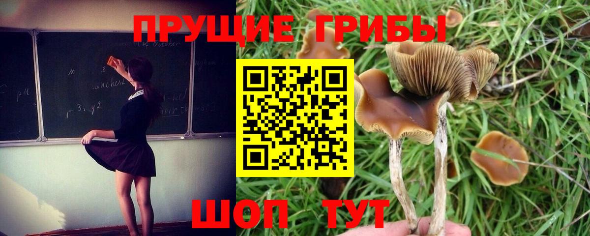 Галлюциногенные грибы Psilocybe  где купить наркоту  Великие Луки 